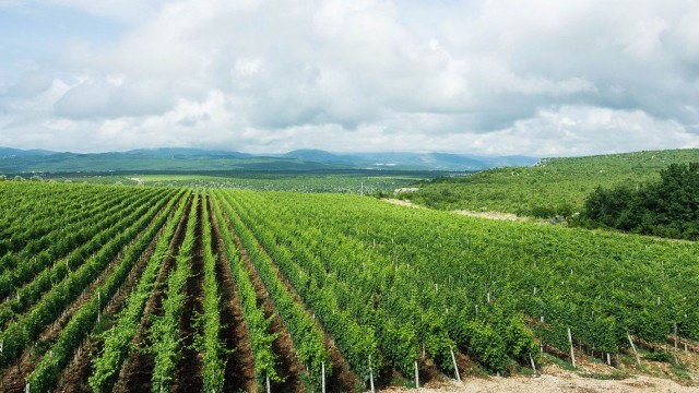Wine tasting - Private Authentic Tour