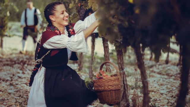 authentic tour wine tour hardomilje