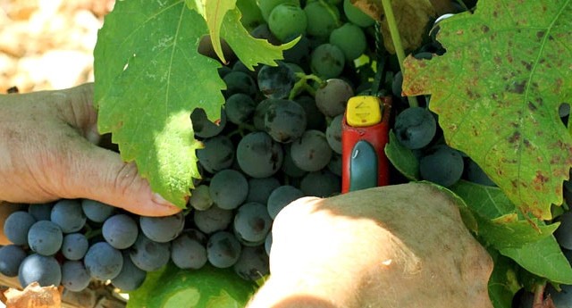 wine tour hardomilje authentic tour