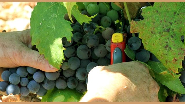 wine tour hardomilje authentic tour