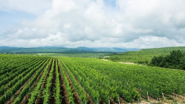 wine tour hardomilje nuic_vinograd